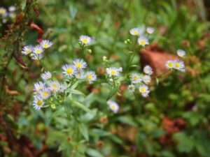 spring / summer flowers